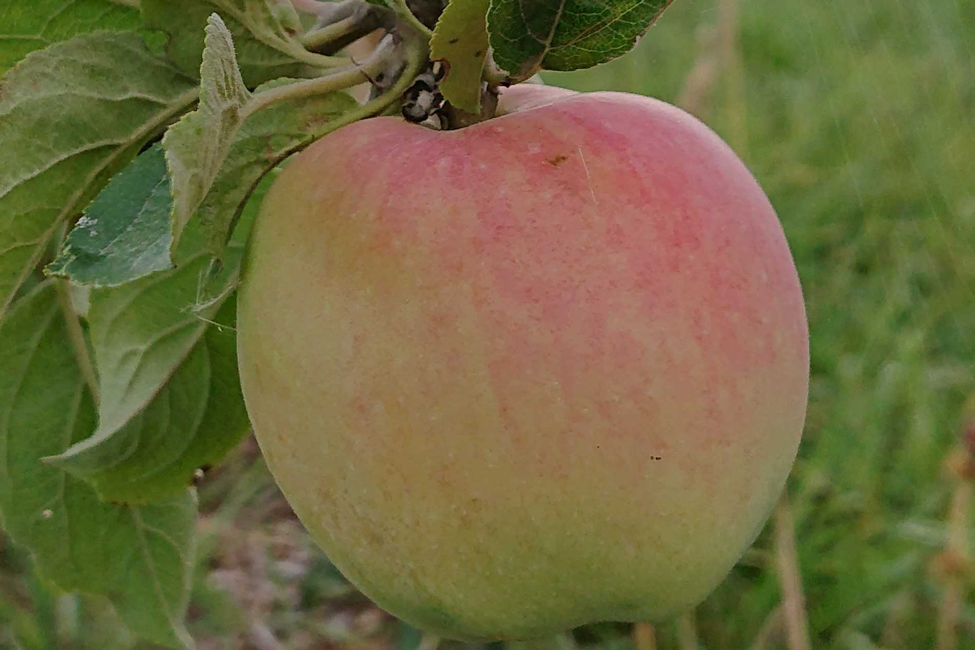 Æbler af forskellige sorter, både spise- og madæbler