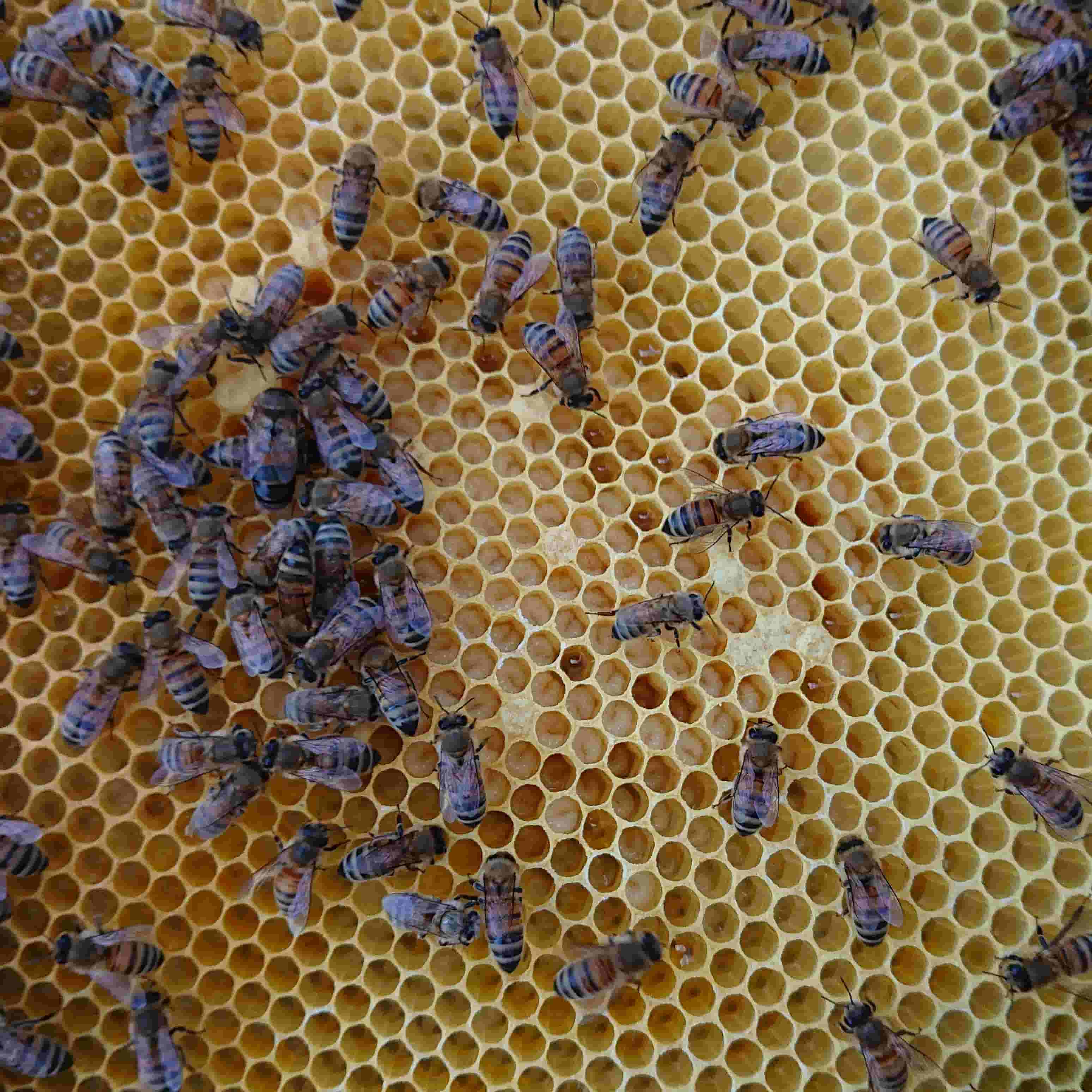 Bierne bor i opstablingsstader, der fungerer lidt som legoklodser.