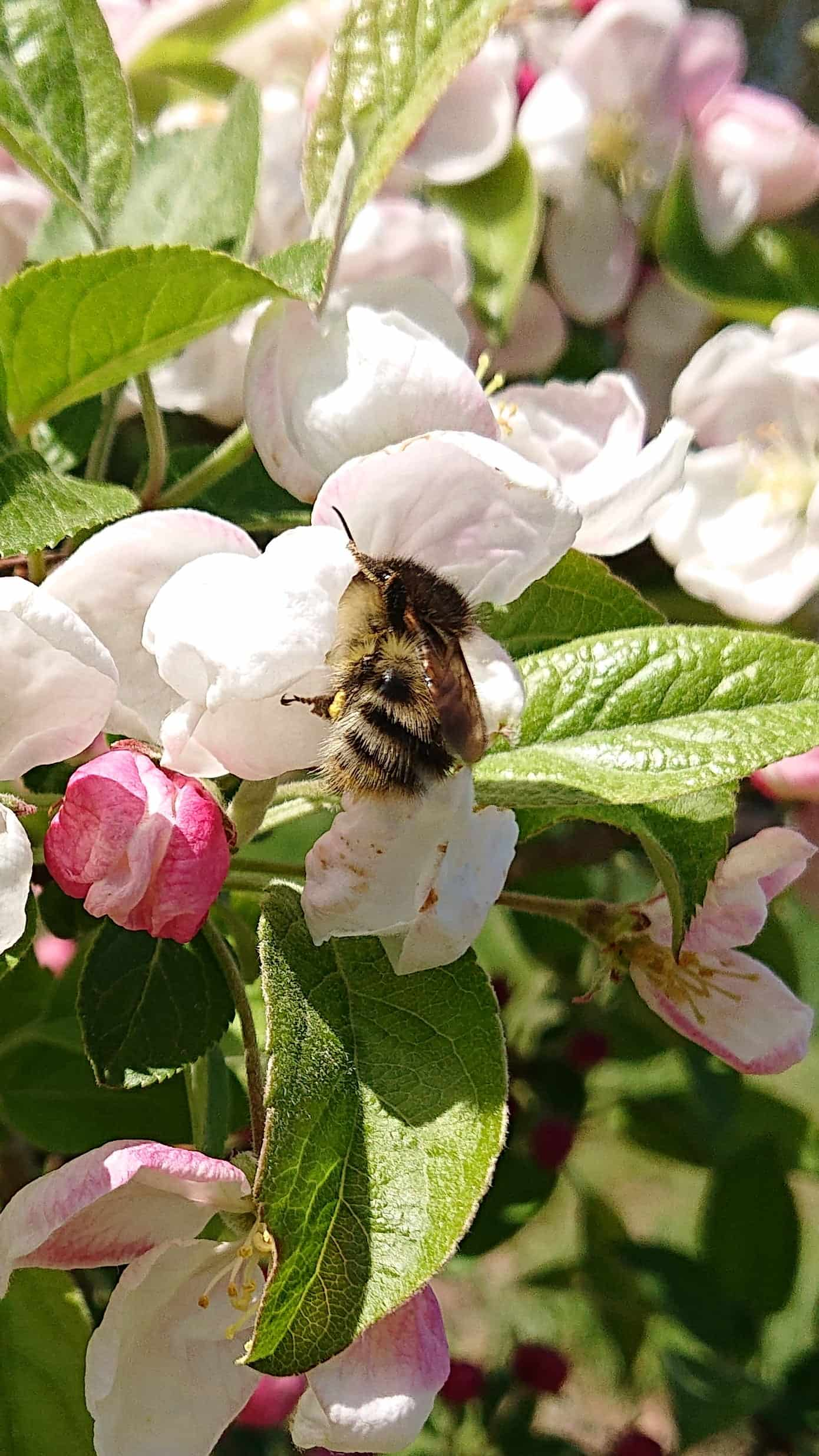 Vivis Pryd - Biodiversitet