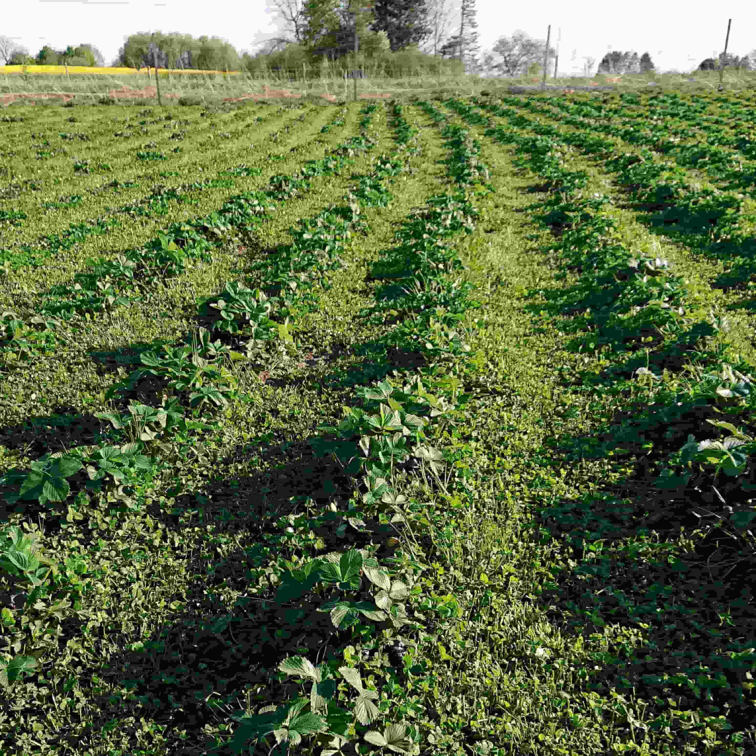 Jordbærplanter